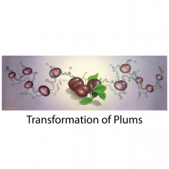 transformation-of-plums-title